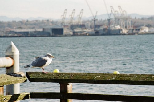 West_Seattle_January_2026.3